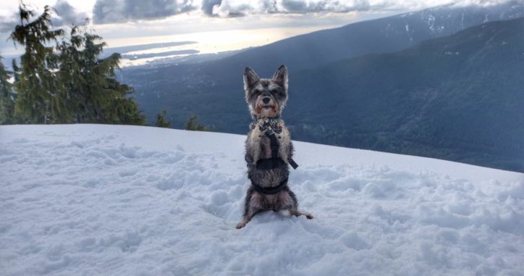 Dog Mountain Snowshoeing Trail