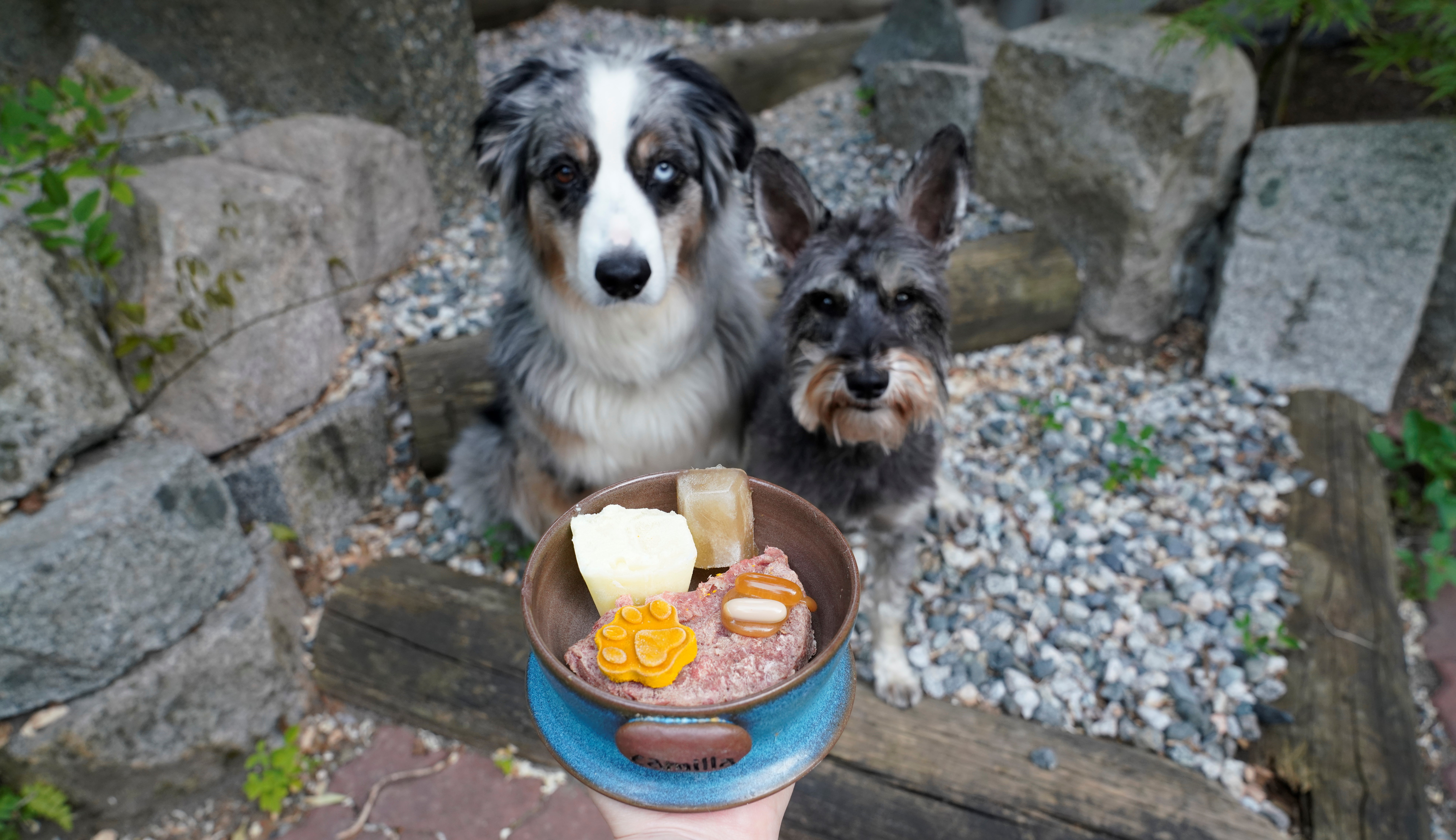 Supplements for Active Dogs